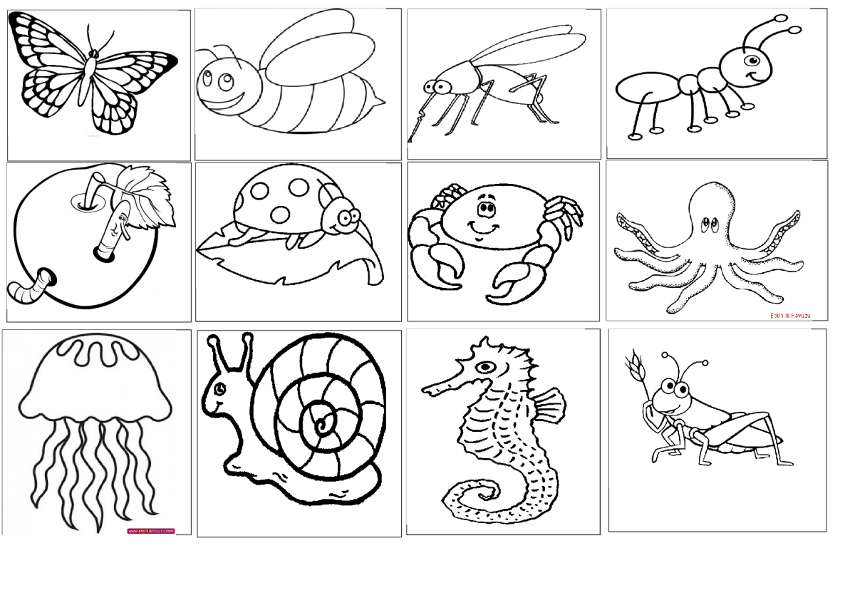 Раскраска группы животных. Раскраска морские обитатели. Морские обитатели задания для дошкольников. Карточки раскраски для детей. Рисунки морских животных.