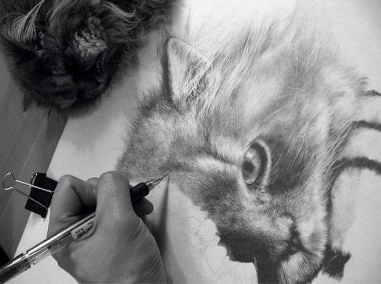 Реалистичные рисунки животных карандашом