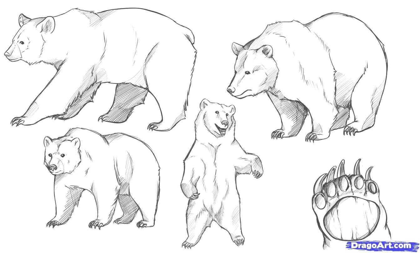 Картинки медведя для срисовки