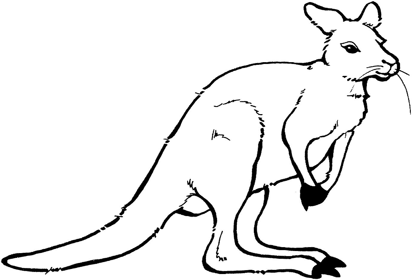 Рисунок кенгуру в Австралии