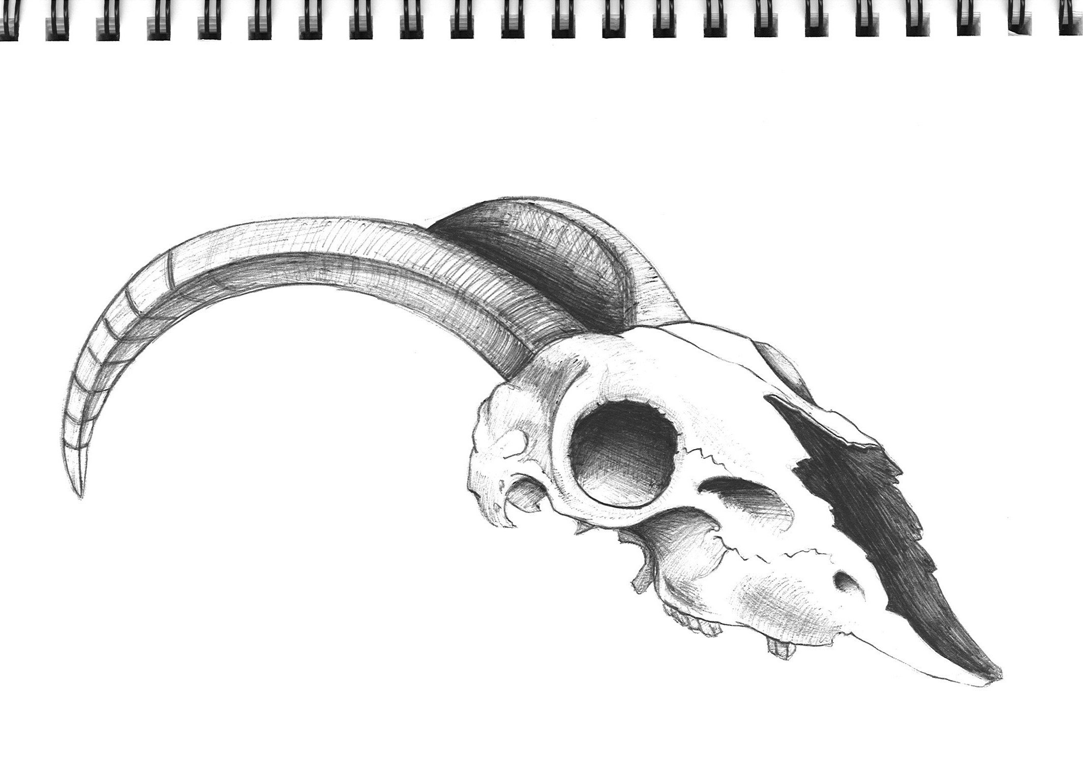 Мультяшный череп животного