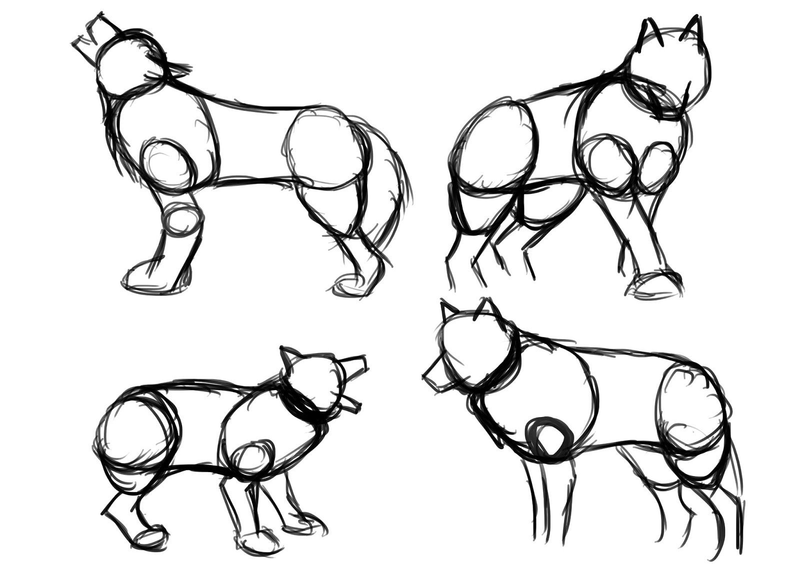 Анатомия волка для рисования