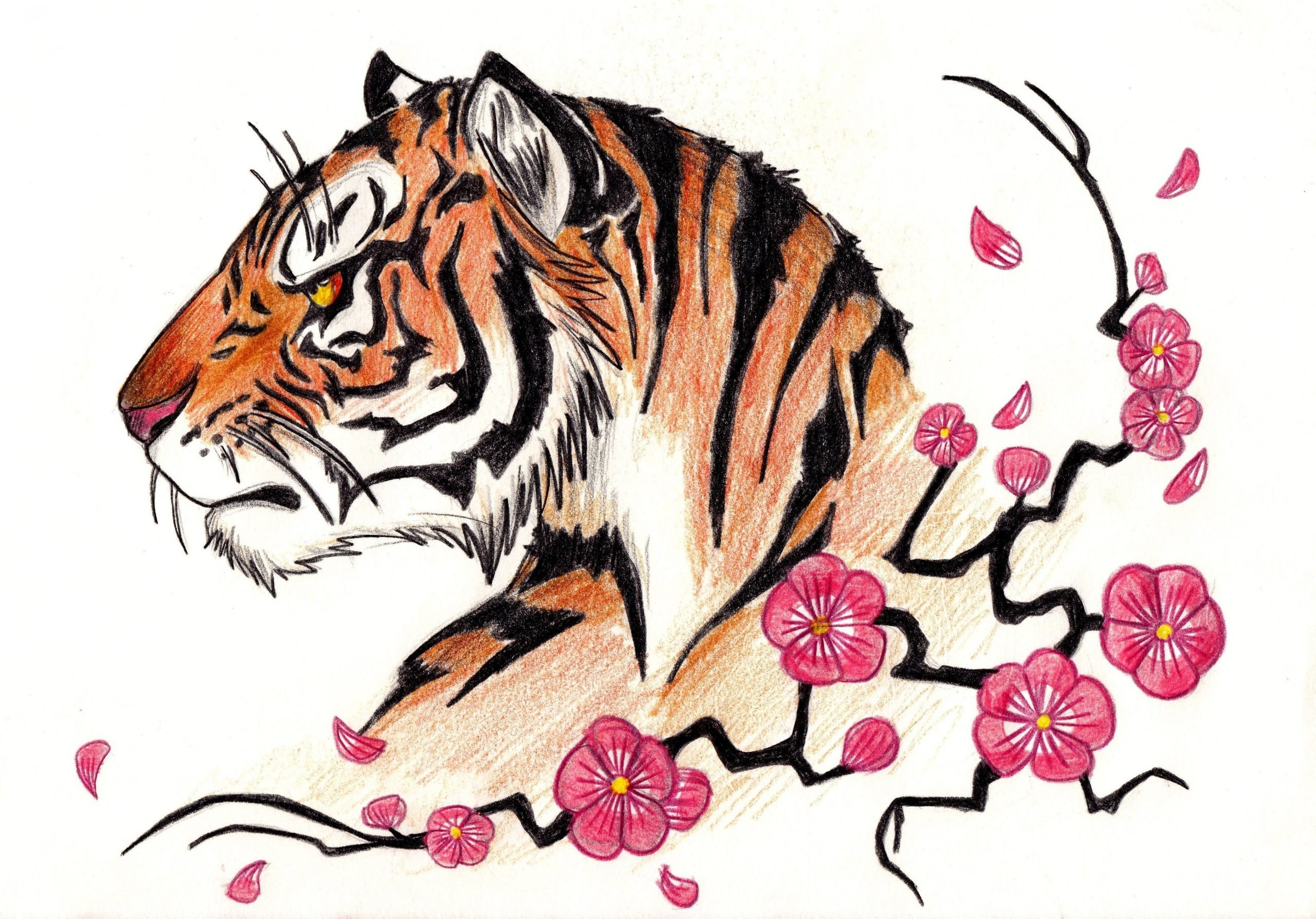 Тигр рисунок для срисовки