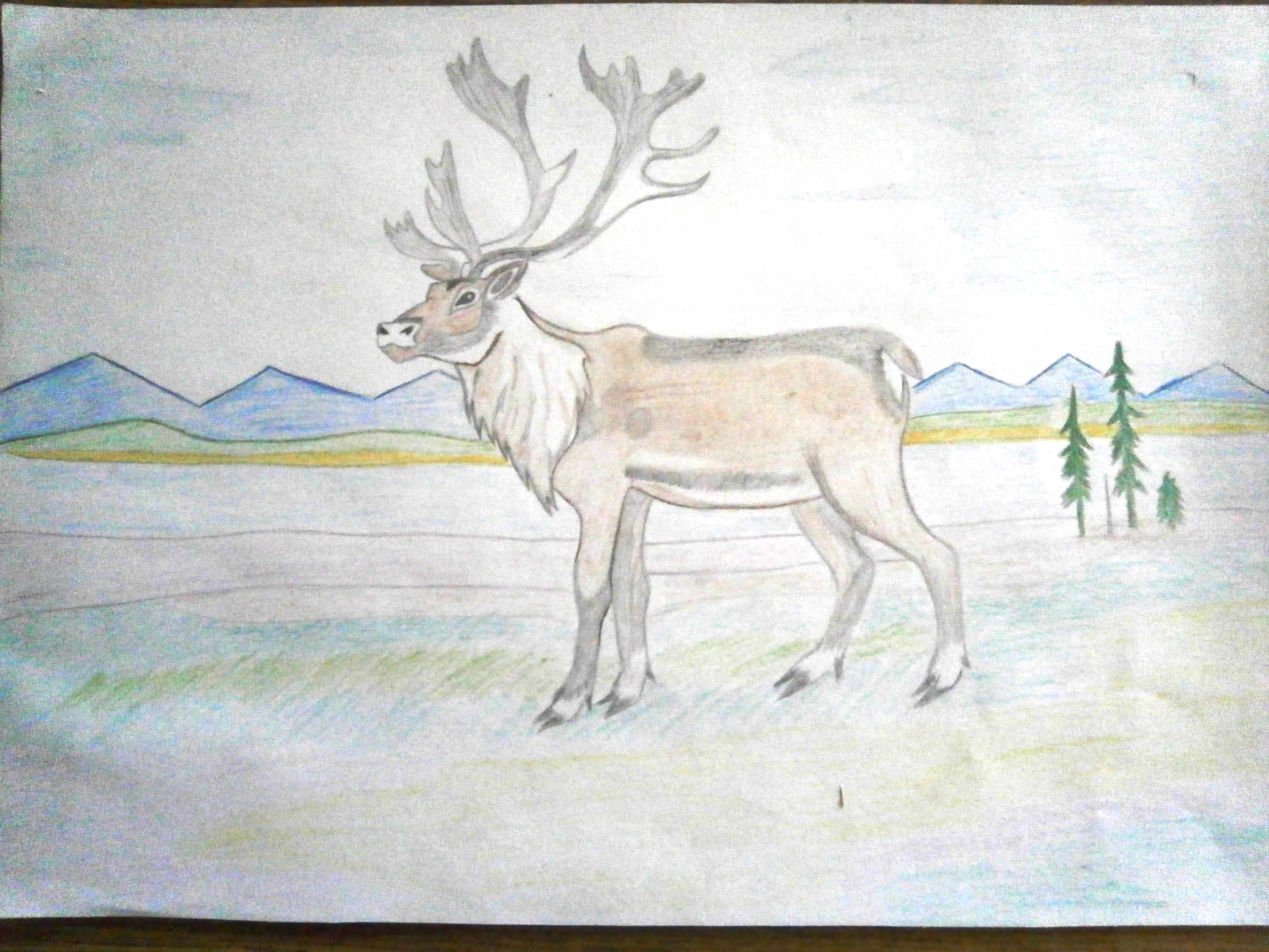 Рисование Северный олень