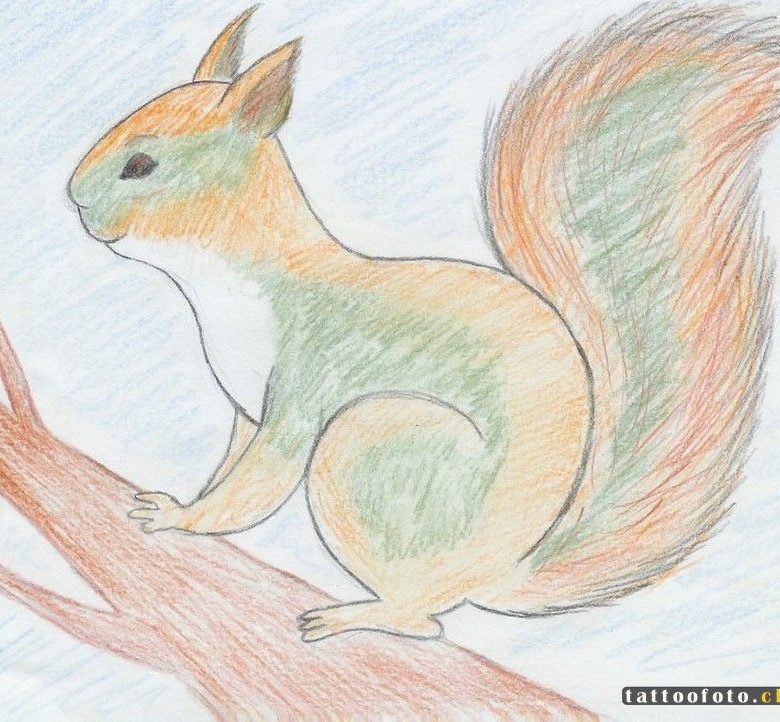 Животное рисунок 7 класс. Животные рисунки. Рисование Белочка. Животные карандашом. Белка цветными карандашами.
