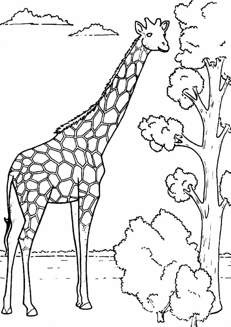 Раскраска животные Жираф