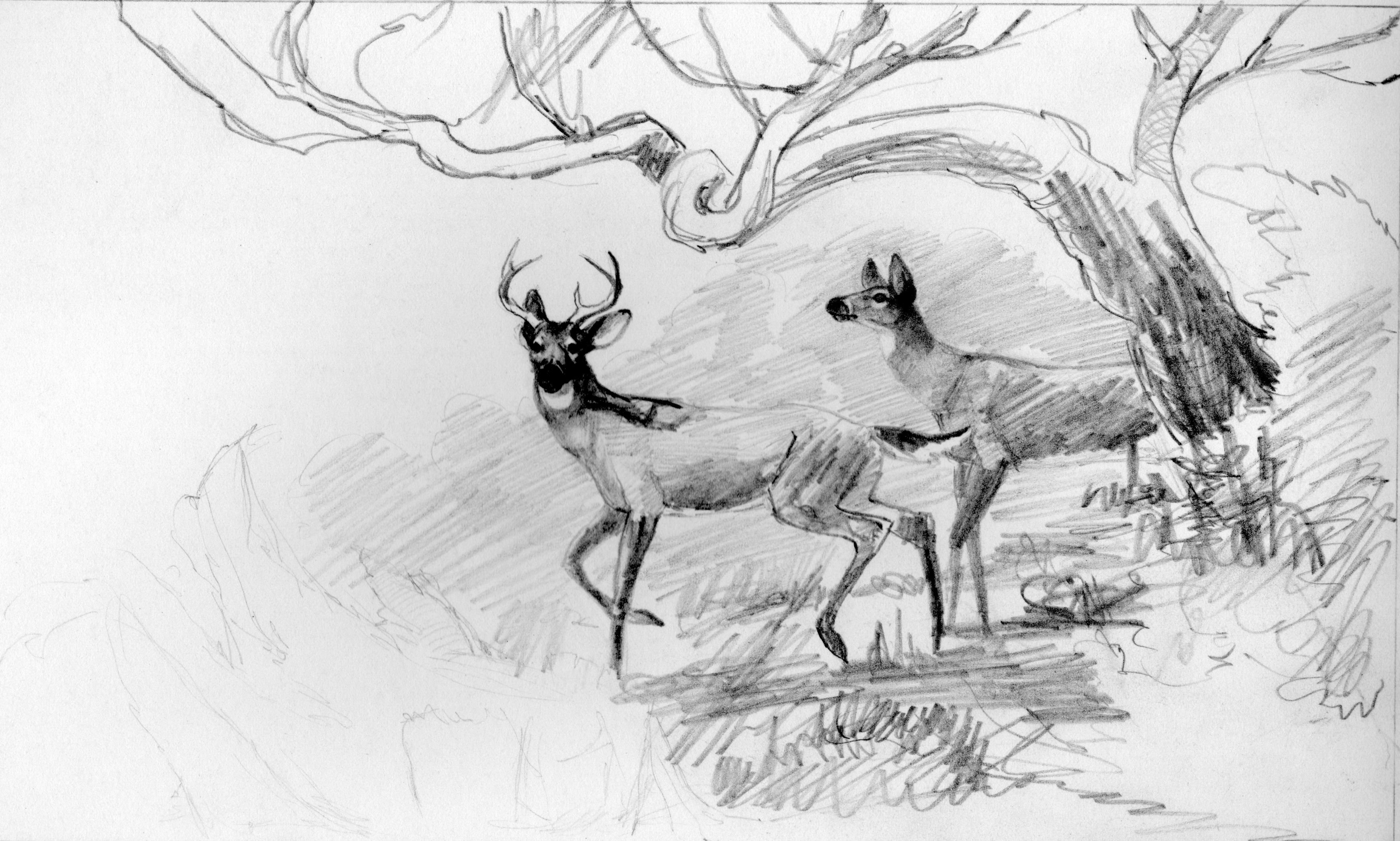 Рисунки карандашом природа и животные красивые