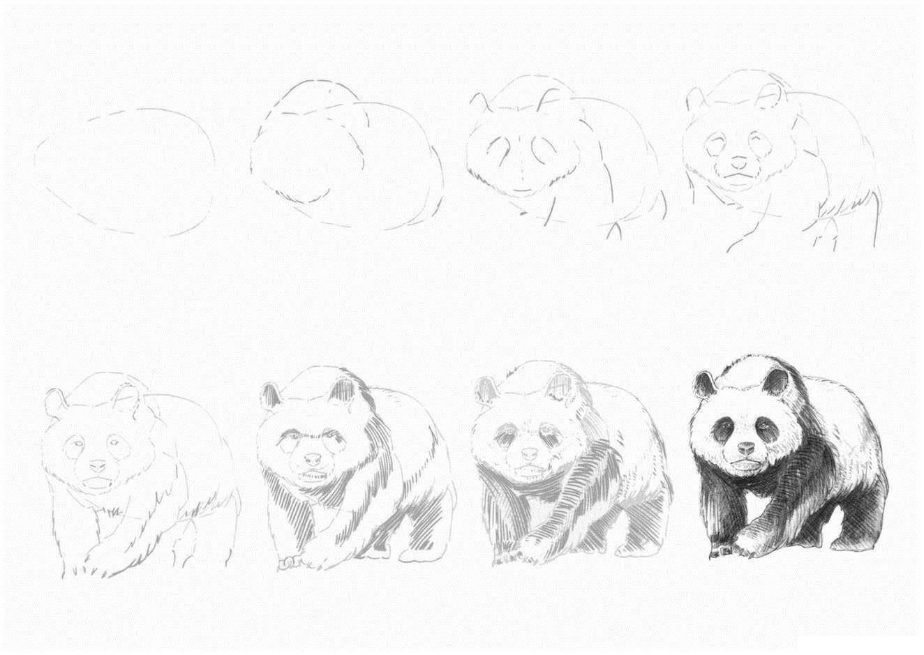 Рисунки с животными красивые карандашом поэтапно сложные