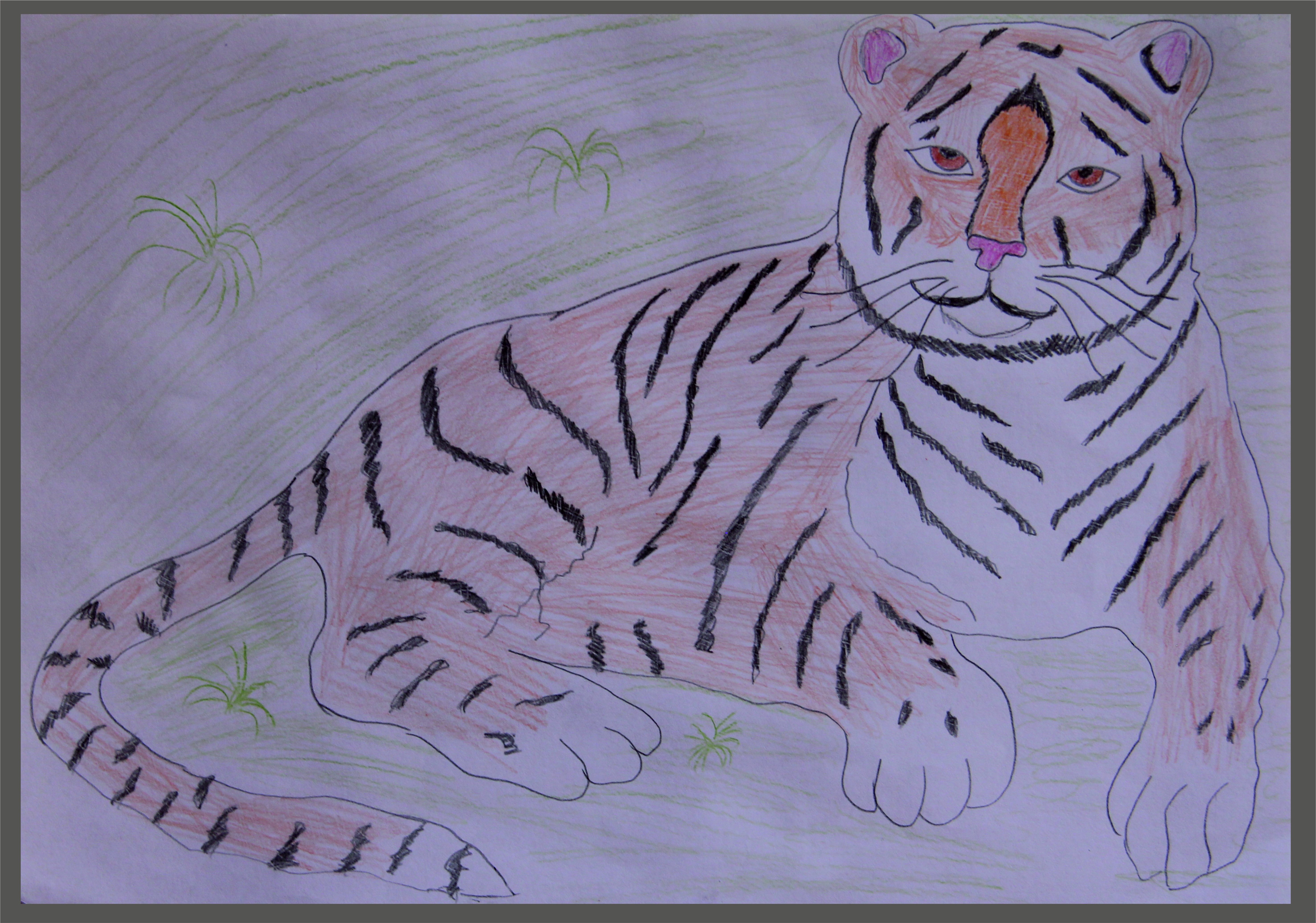 Амурский тигр карандашом