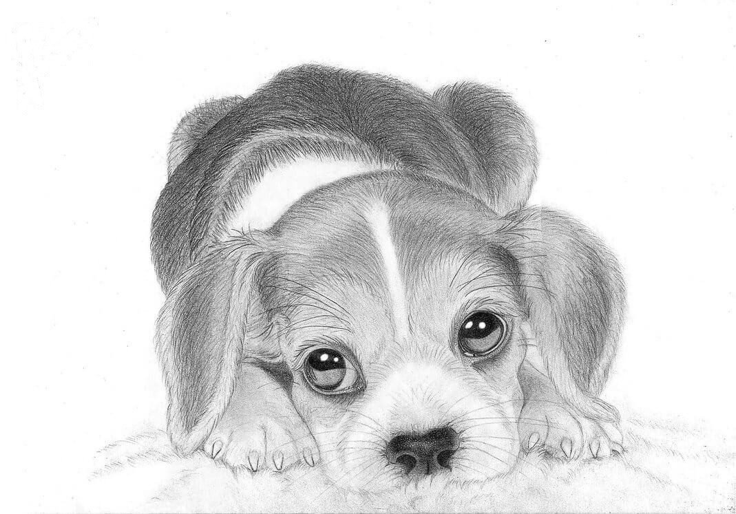 картинки для срисовки карандашом собачки