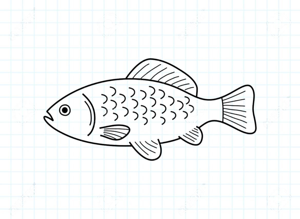 Рыбка рисунок карандашом