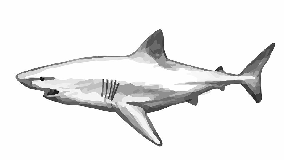 Рисунок акулы для срисовки. Акула рисунок. Белая акула рисунок. Акула карандашом. Белая акула карандашом.