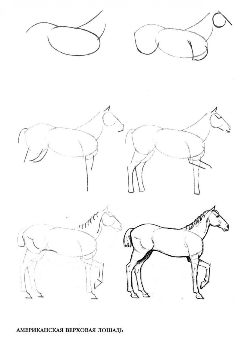 Лошадь рисунок сбоку по этапно