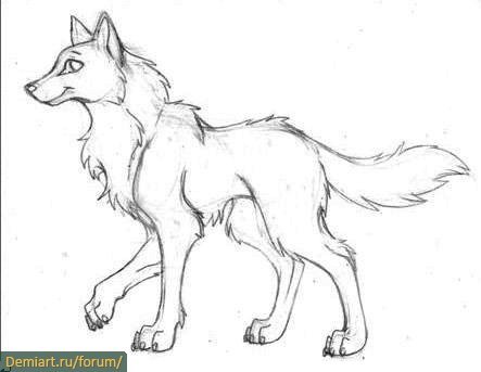 Волк рисунок