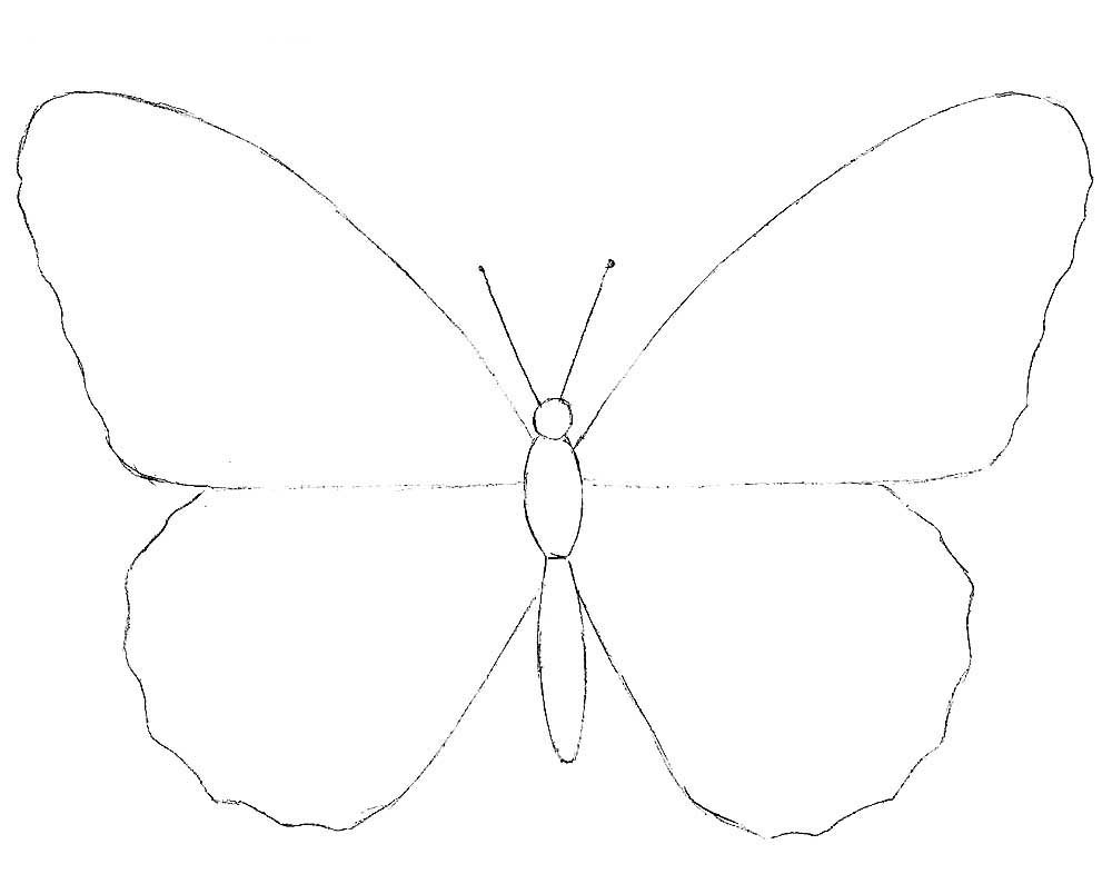 Бабочки рисунки карандашом простые