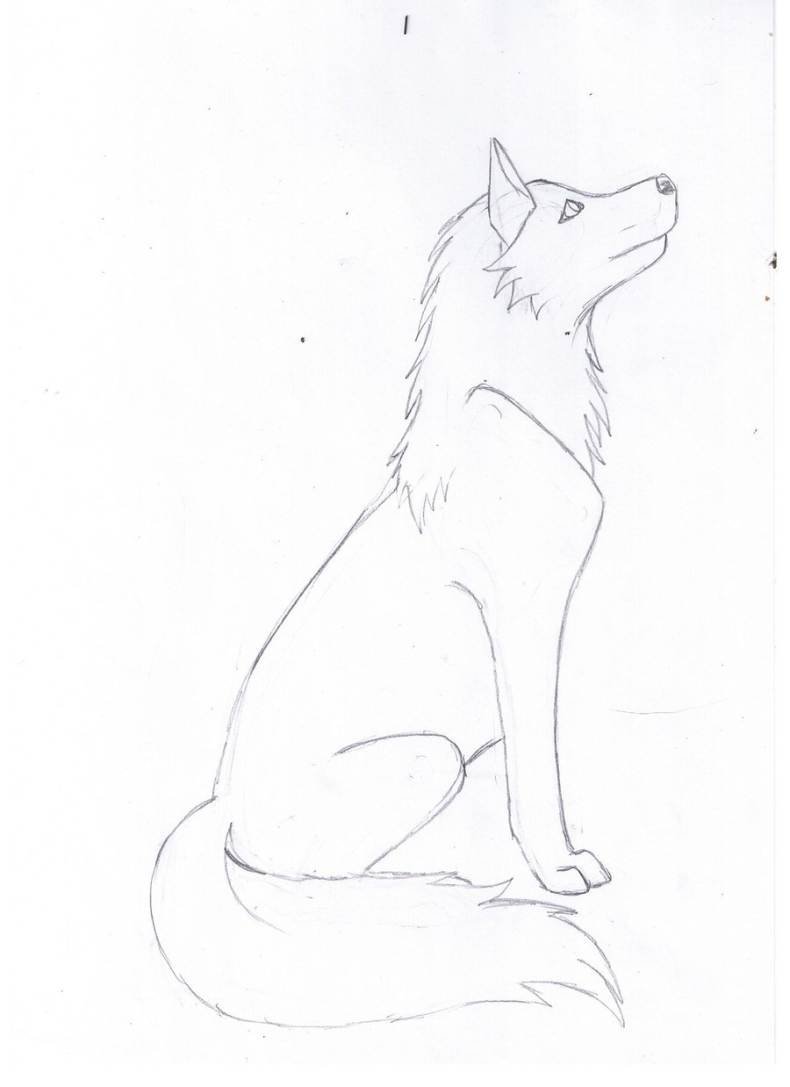 Волк рисунок легкий для срисовки