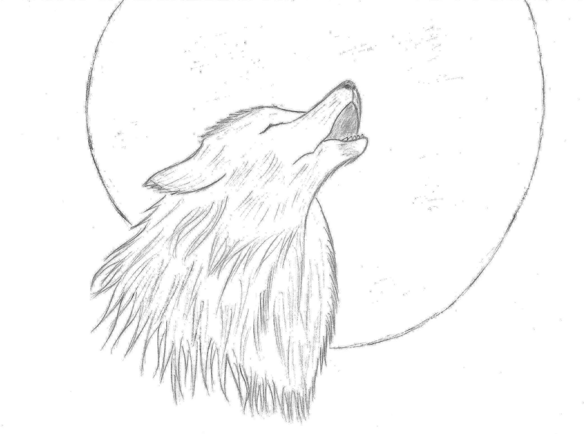 Волк карандашом для срисовки