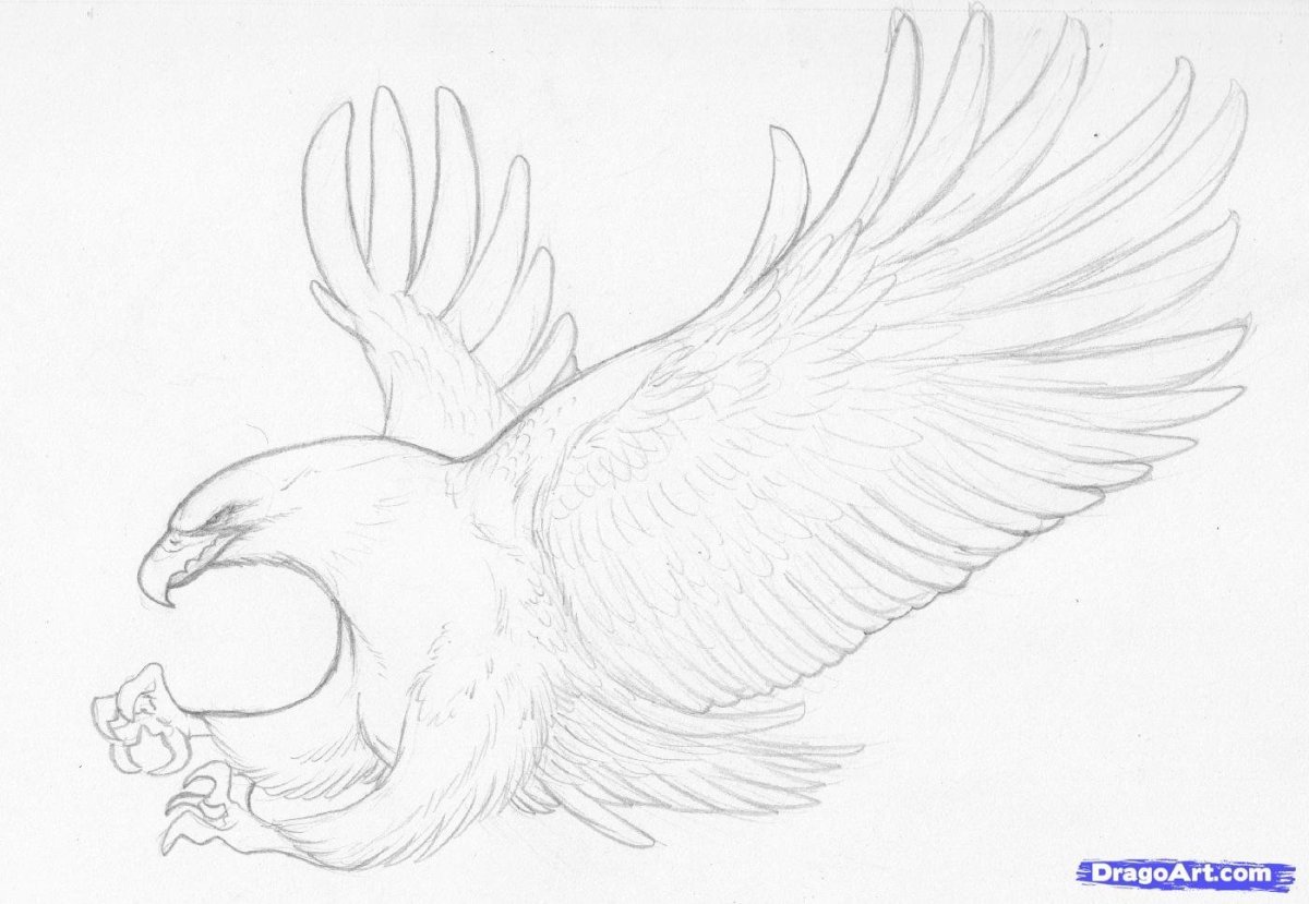 Рисунок птицы карандашом для срисовки легкие