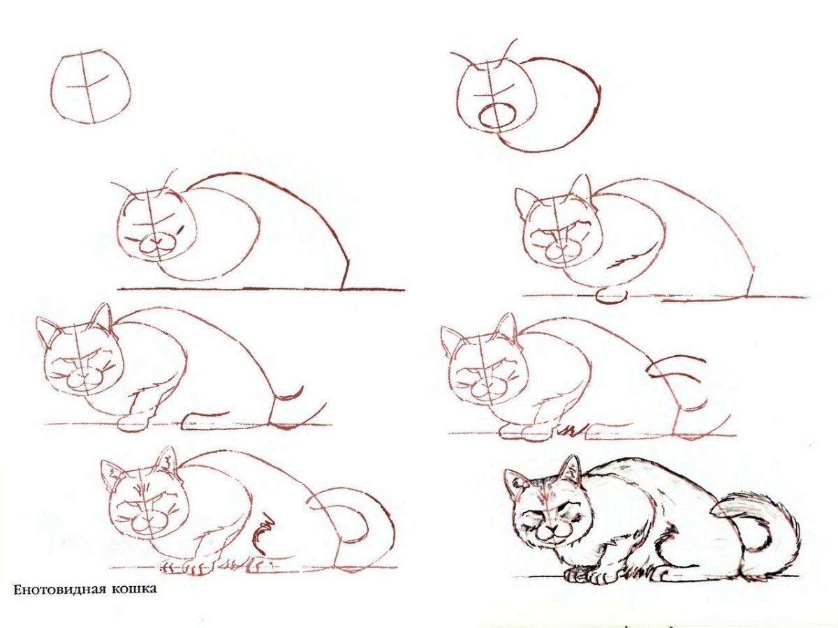 Уроки рисования для начинающих с нуля взрослых. Кошка рисунок. Поэтапное рисование кота. Поэтапное рисование кошки. Кошка рисунок карандашом.