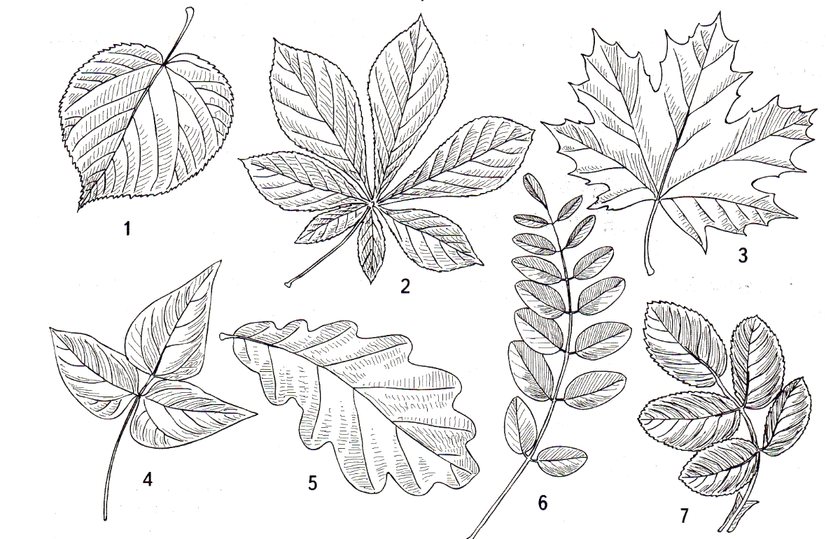 Ложный лист. Строение сложных листьев. Рисунки листьев. Формы простых и сложных листьев. Листочки сложного листа.