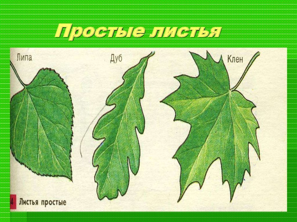 Простые листья могут быть. Простые листья. Растения с простыми листьями. Простые и сложные листья. Простые и сложные листья растений.