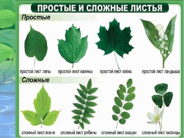 Название растения листья простые. Сложные листья. Типы сложных листьев. Простые и сложные листья. Названия сложных листьев.