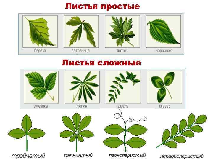 Название растения листья простые. Растения с простыми листьями. Сложные листья. Простые и сложные листья. Названия сложных листьев.