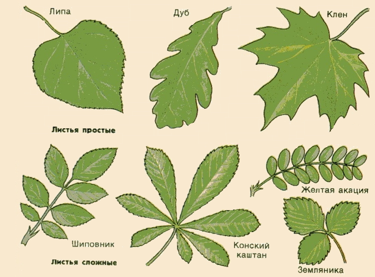 Название растения листья простые. Жилкование листовой пластинки. Тройчатосложный черешковый лист. Типы жилкования листовой пластинки. Жилкование листа клена.