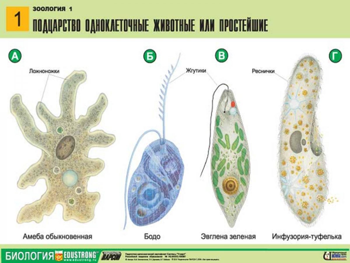 Что состоит из 1 клетки. Бодо протист. Одноклеточные организмы амеба. Простейшие одноклеточные организмы амеба. Эвглена Бодо.