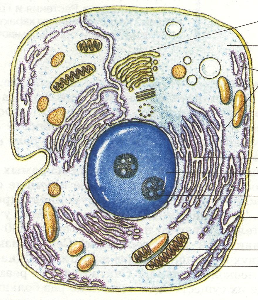 Цитология строение клетки