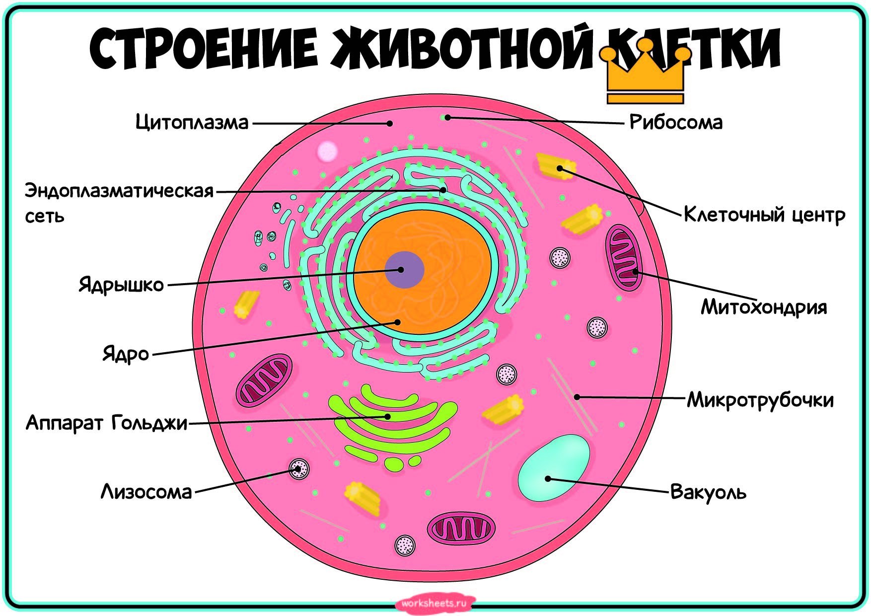 органоиды раст и животной клетки фото 6