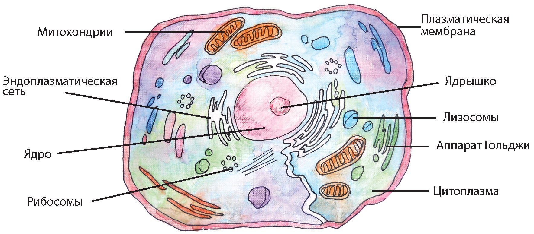Строение клетки мембрана цитоплазма органоиды ядро
