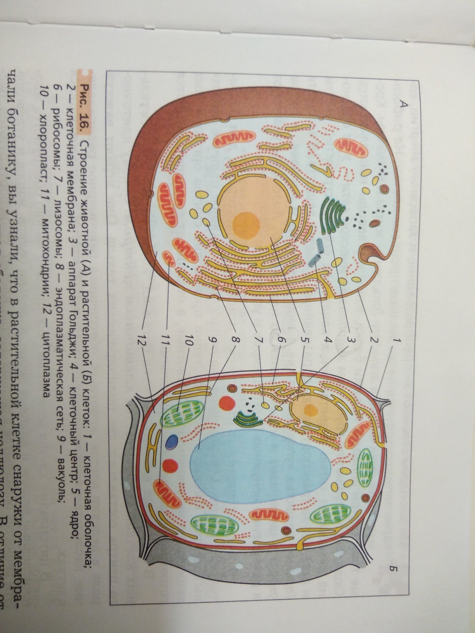 Схема строения животной и растительной клетки