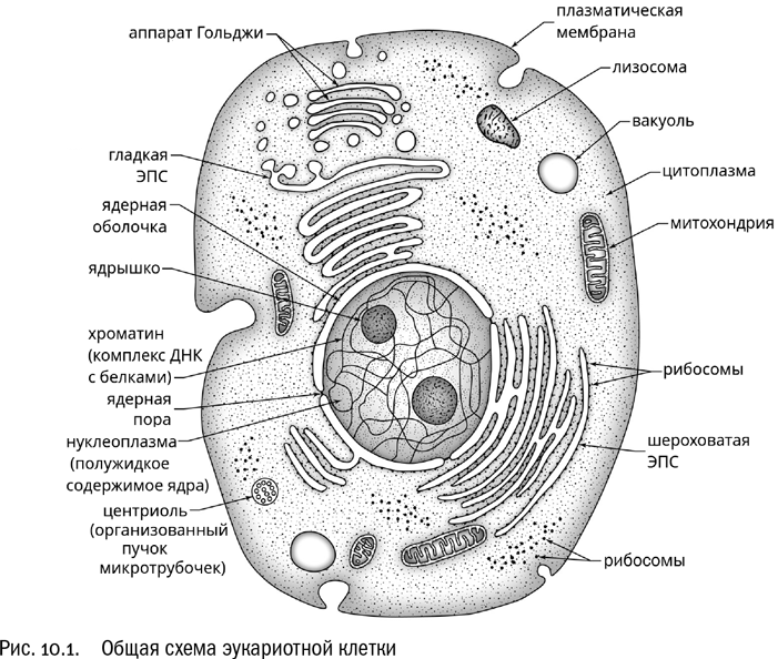 Строение каких организмов эукариотической клетки доказывает. Схема строения эукариотической клетки. Строение клетки эукариот схема. Строение эукариотической животной клетки. Строение эукариотической клетки черно-белые.