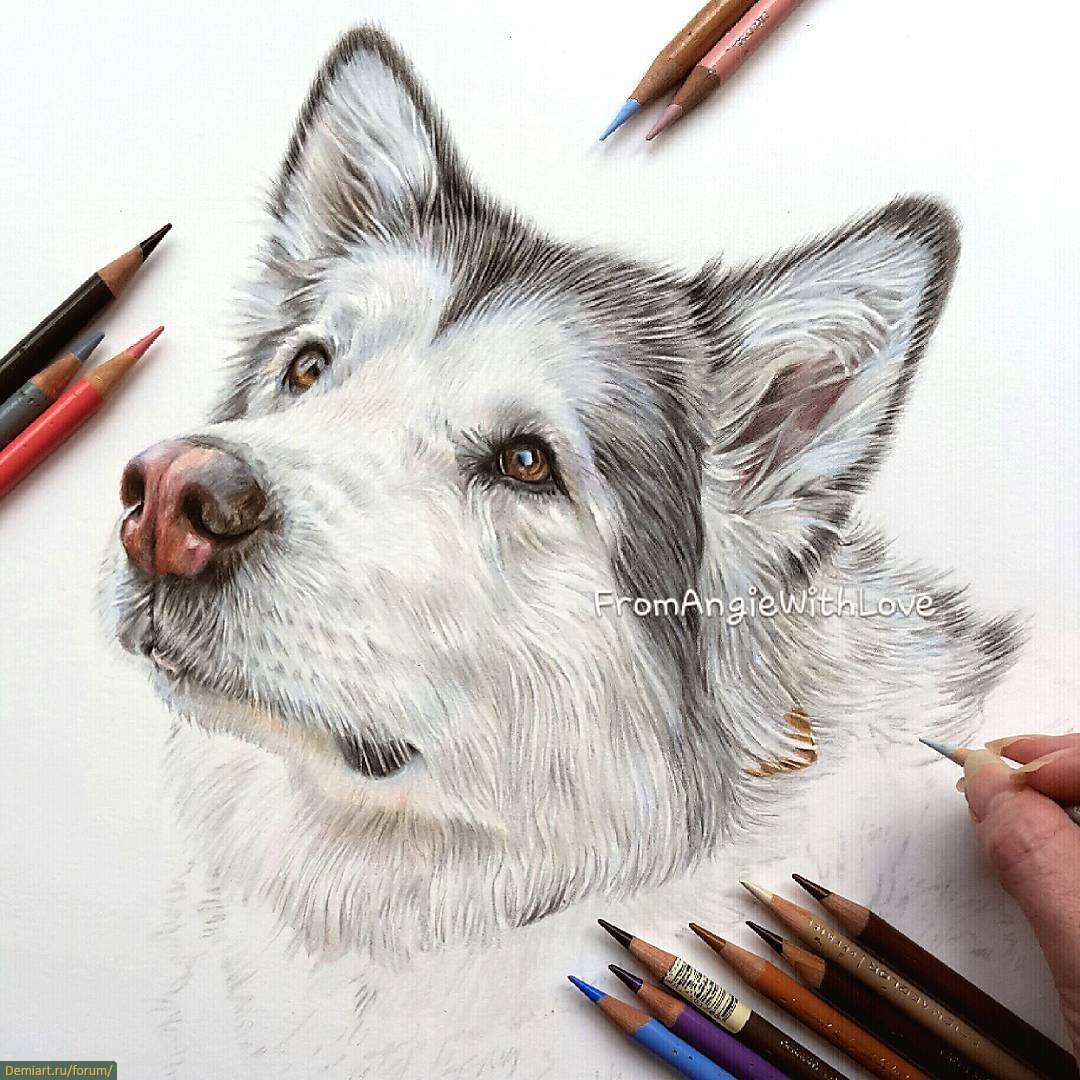 Зарисовки животных цветными карандашами