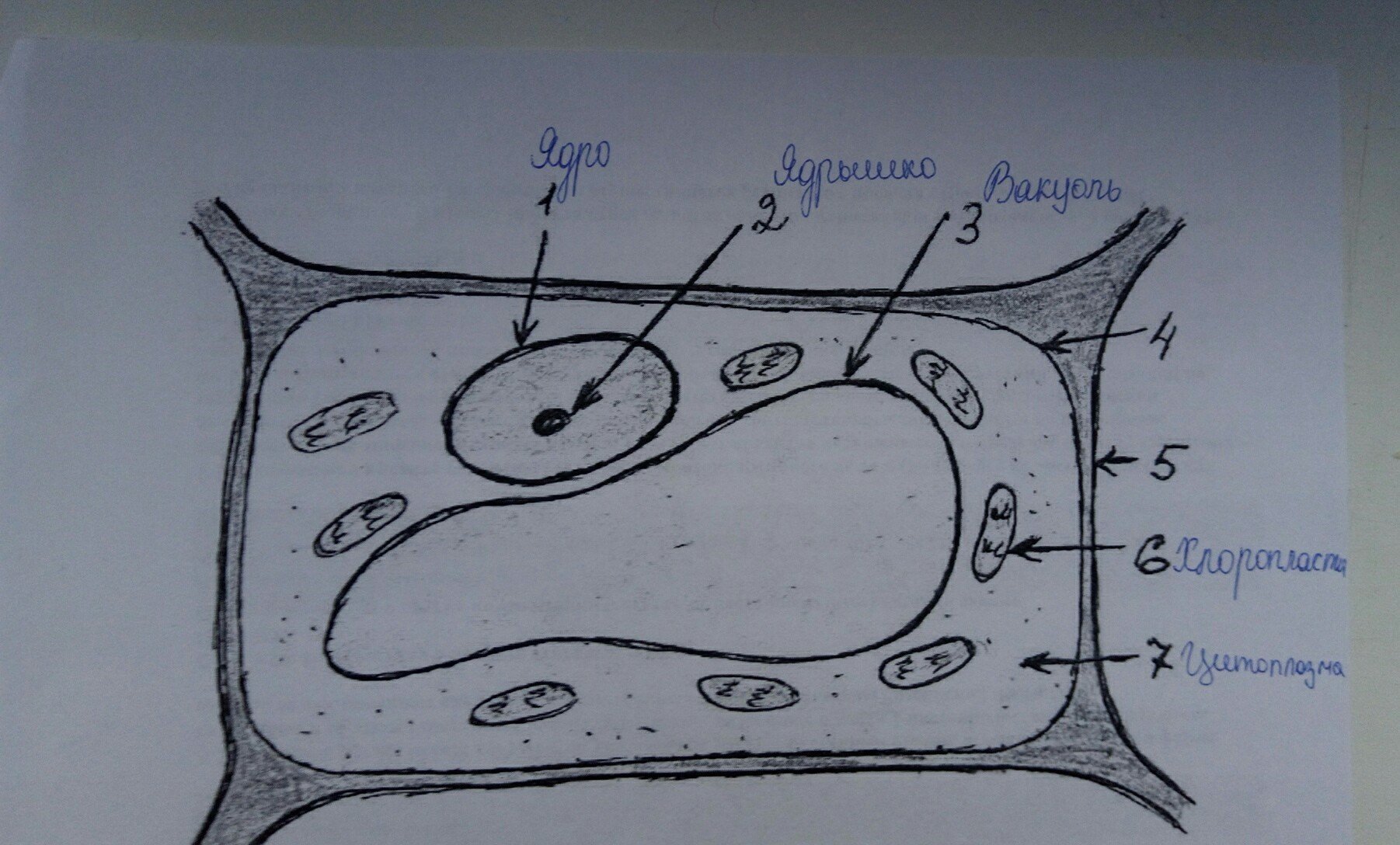 Растительная клетка рисунок биология