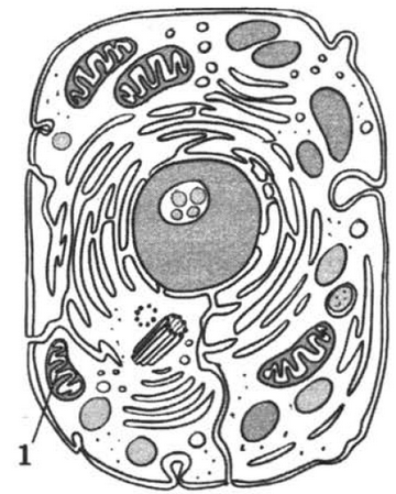 Зверь без клетки. Растительная клетка эукариотическая клетка черно белая. Строение животной клетки черно белый рисунок. Строение животной клетки чб. Строение животной клетки клетки без подписей.