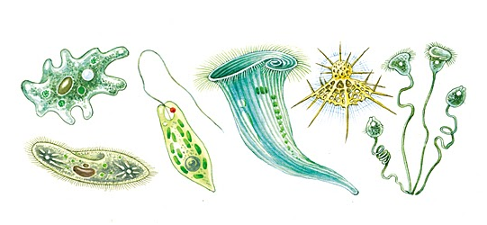 Простейшие животные картинки. Хламидомонада амеба инфузория. Разнообразие одноклеточных животных простейших. Одноклеточные эукариоты. Царство протисты.