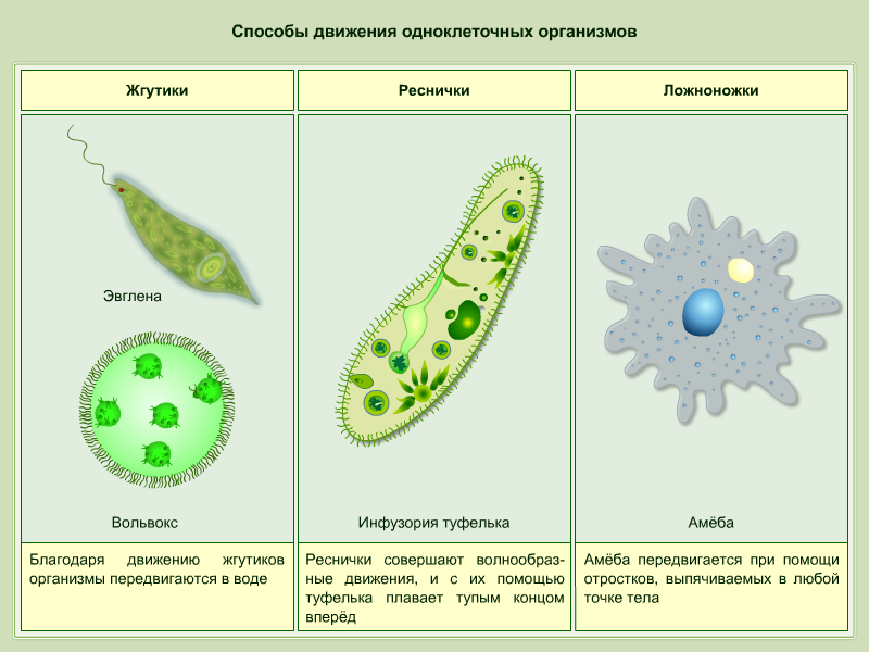 Одноклеточные организмы. Строение одноклеточных. Строение одноклеточного животного. Одноклеточные простейшие. Одноклеточная брюс