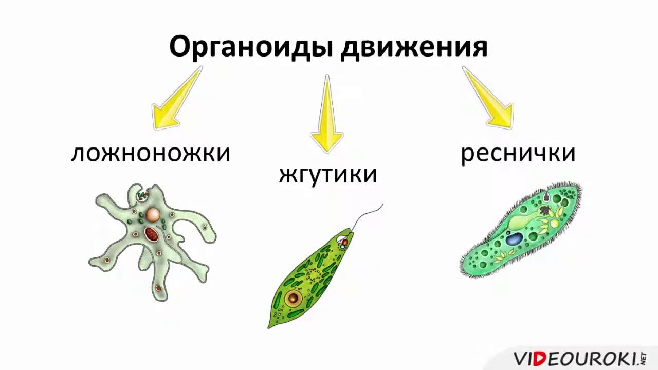 Самый простой одноклеточный организм. Органоиды движения одноклеточных животных. Органы движения простейших одноклеточных животных. Органоиды движения псевдоподии. Одноклеточные животные с жгутиками.