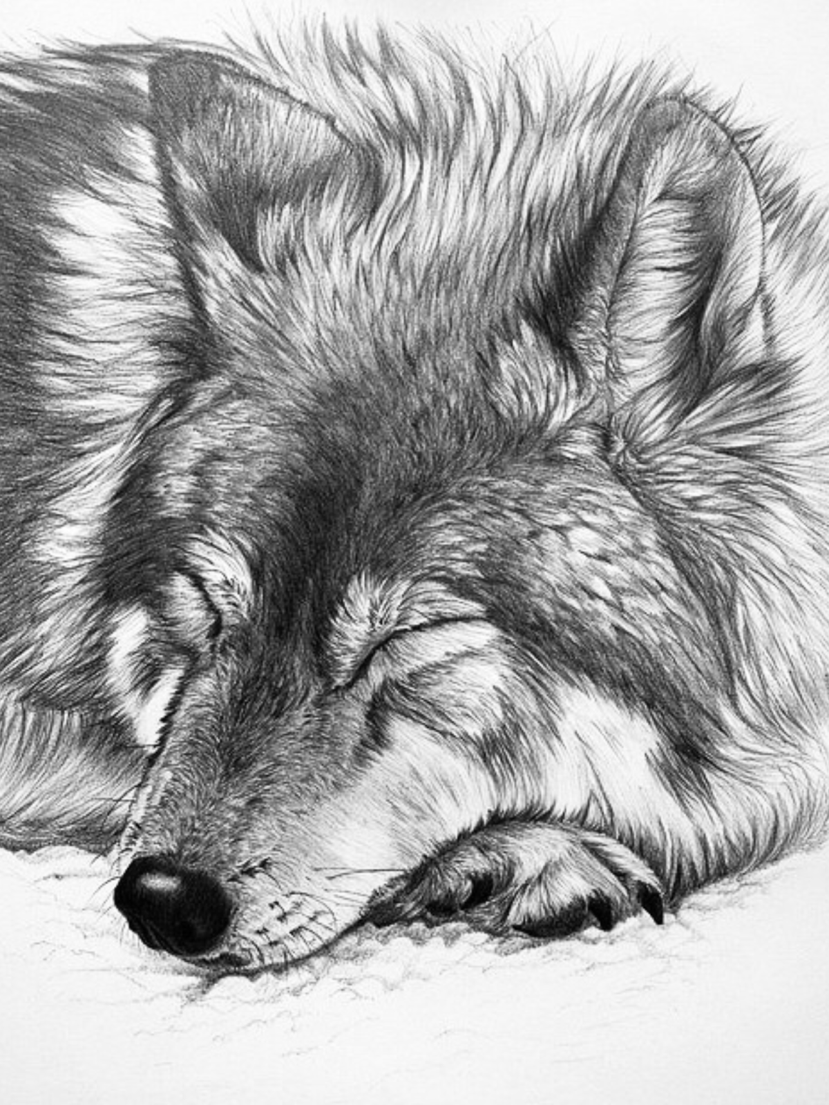 Нарисовать животных простым карандашом. Волк рисунок. Красивые рисунки карандашом. Животные карандашом. Рисунки животных карандашом.