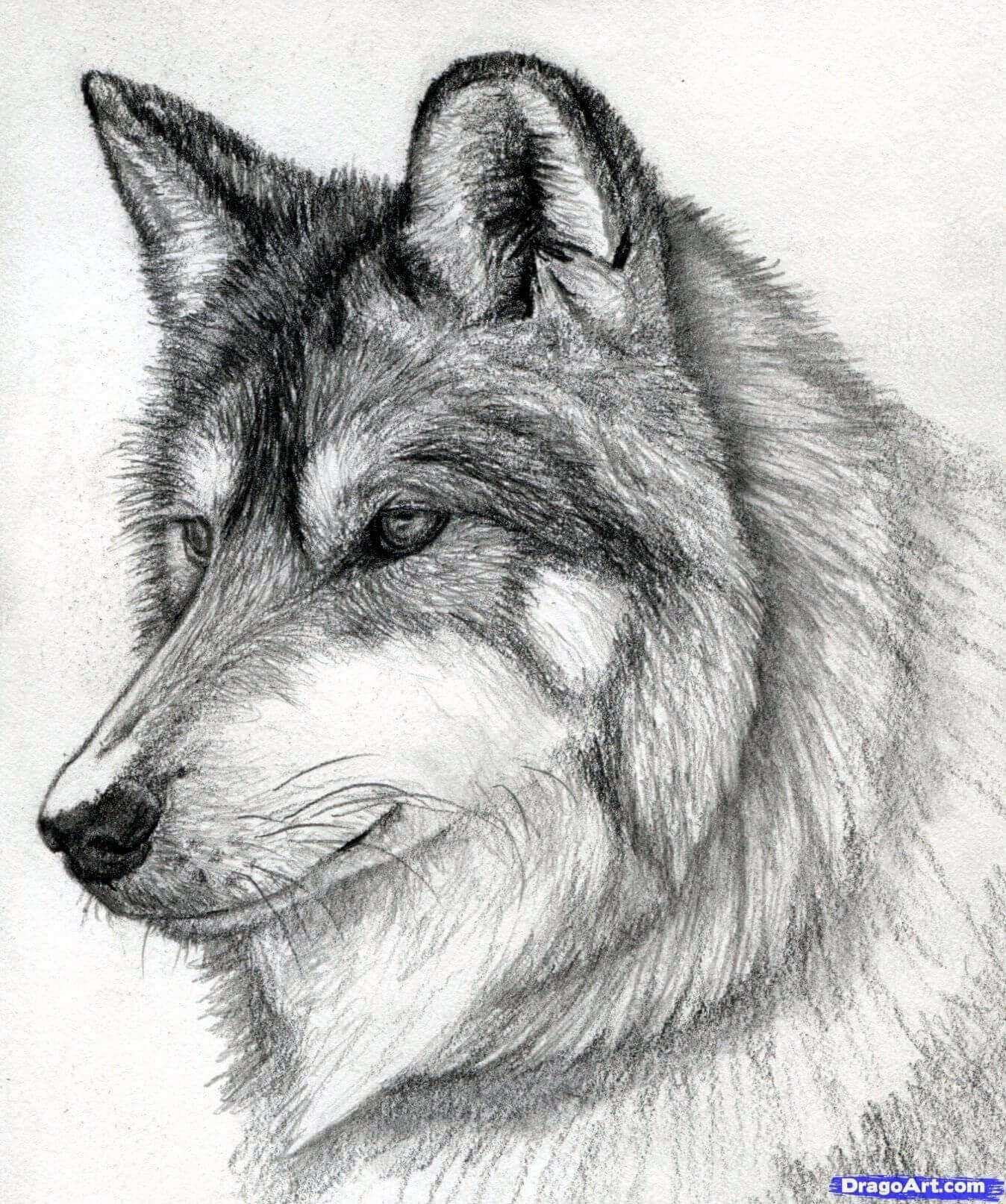 Волк карандашом