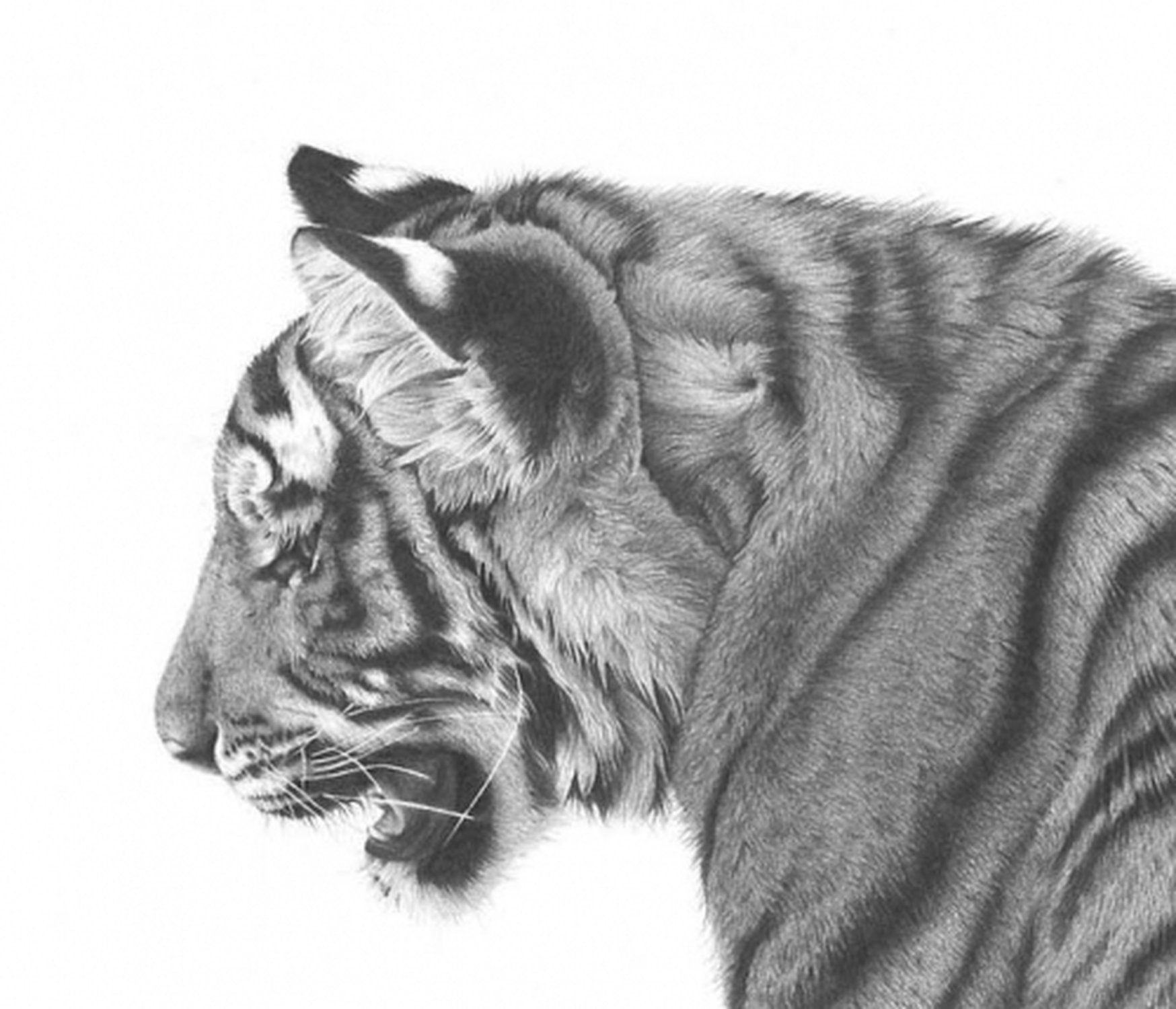Рисунок это. Животные карандашом. Рисунки карандашом животные. Красивые рисунки животных карандашом. Рисунки карандашом красивые звери.