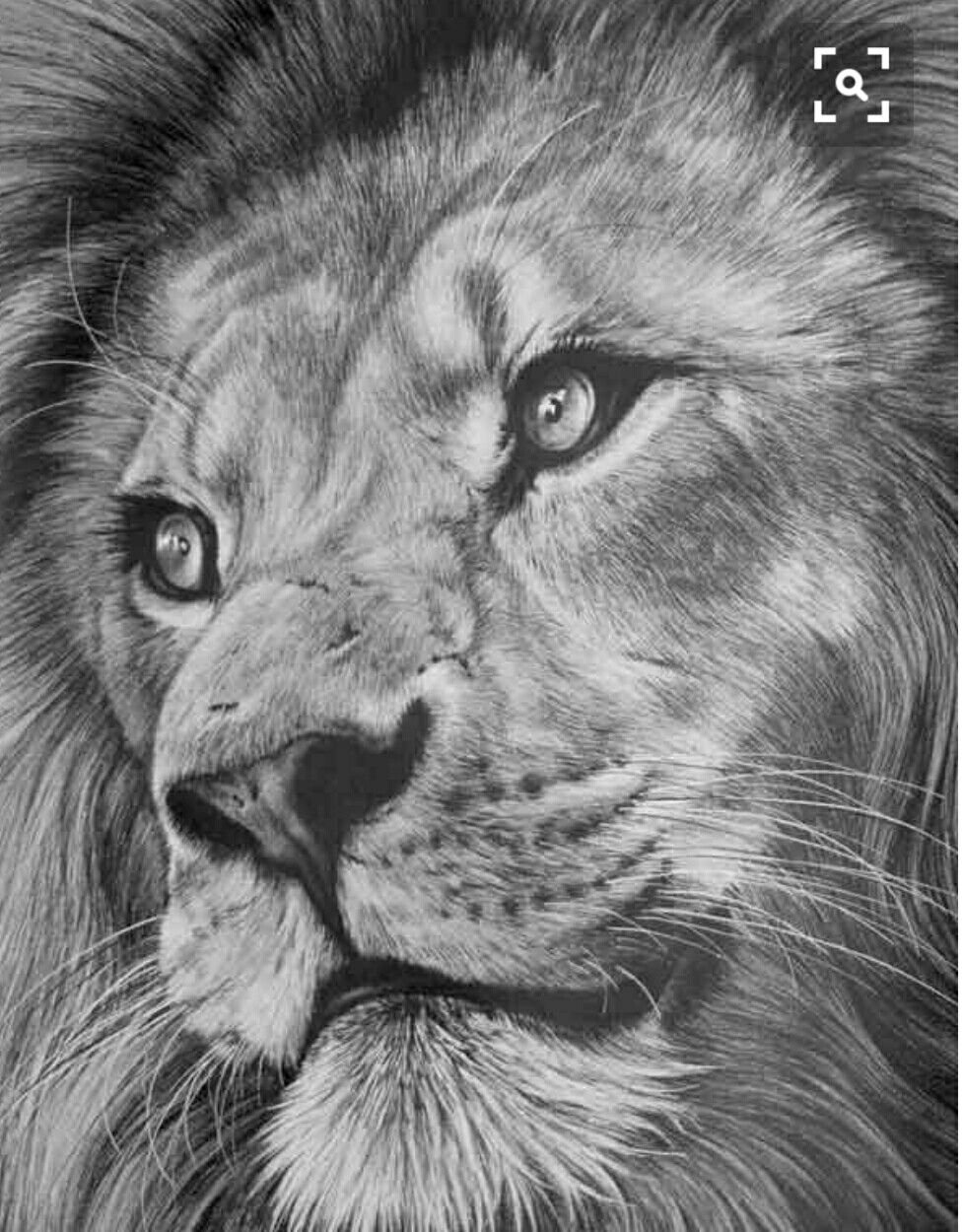 Портрет Льва карандашом