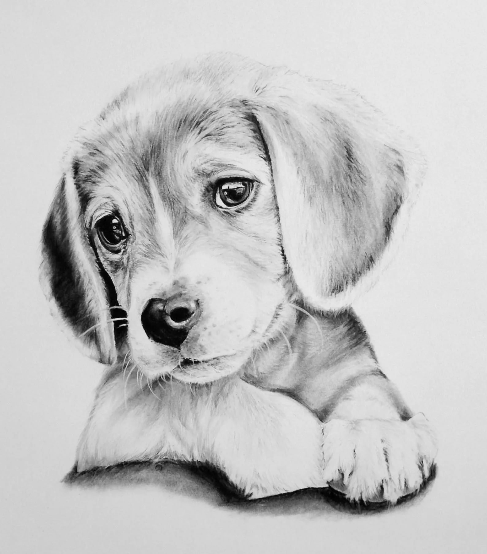 Простые рисунки карандашом животные собака (49 фото) .