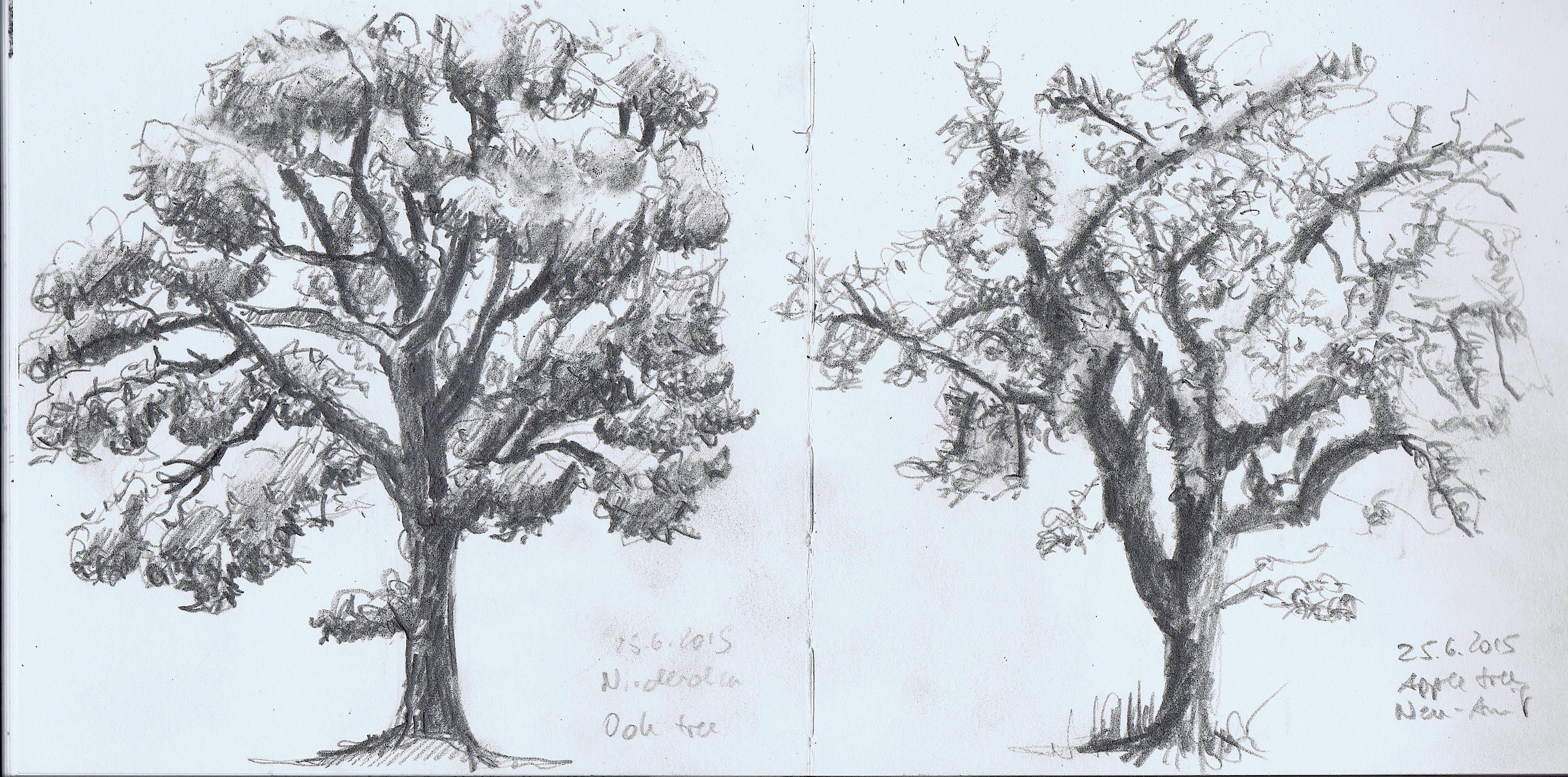 Рисование деревьев разных пород карандашом