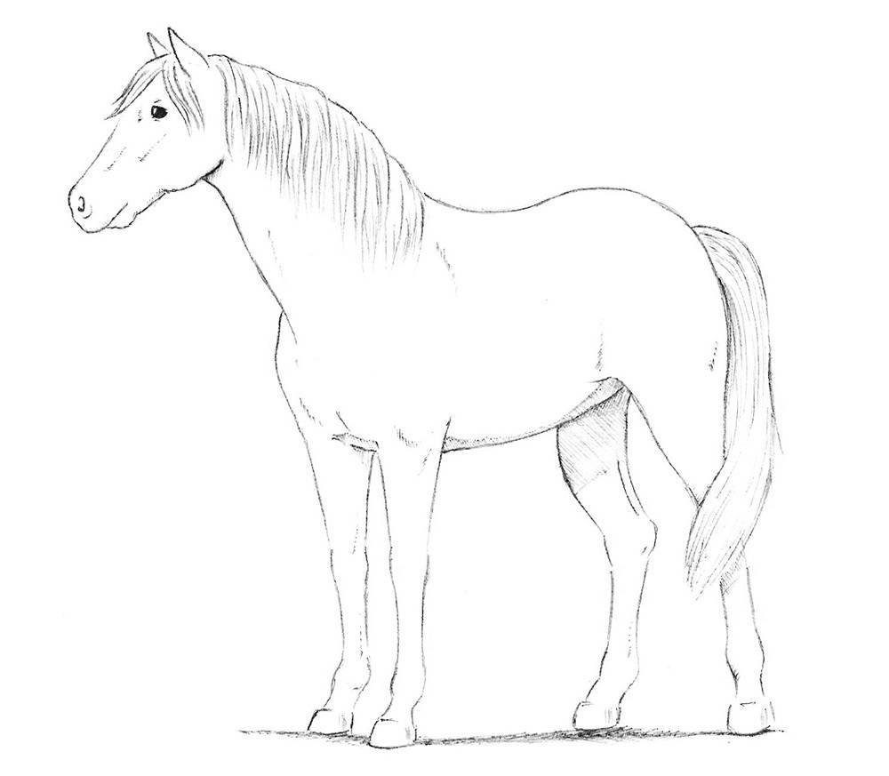 Рисунки для срисовки лошадки