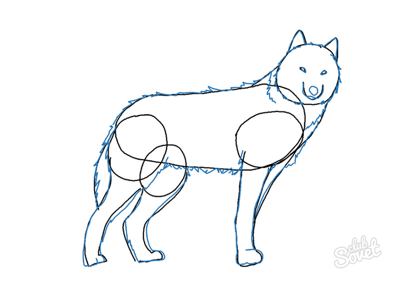 Пошаговое рисование волка. Поэтапное рисование волка для детей. Схема рисования волка для детей. Волк рисунок схема. Волк поэтапно для детей