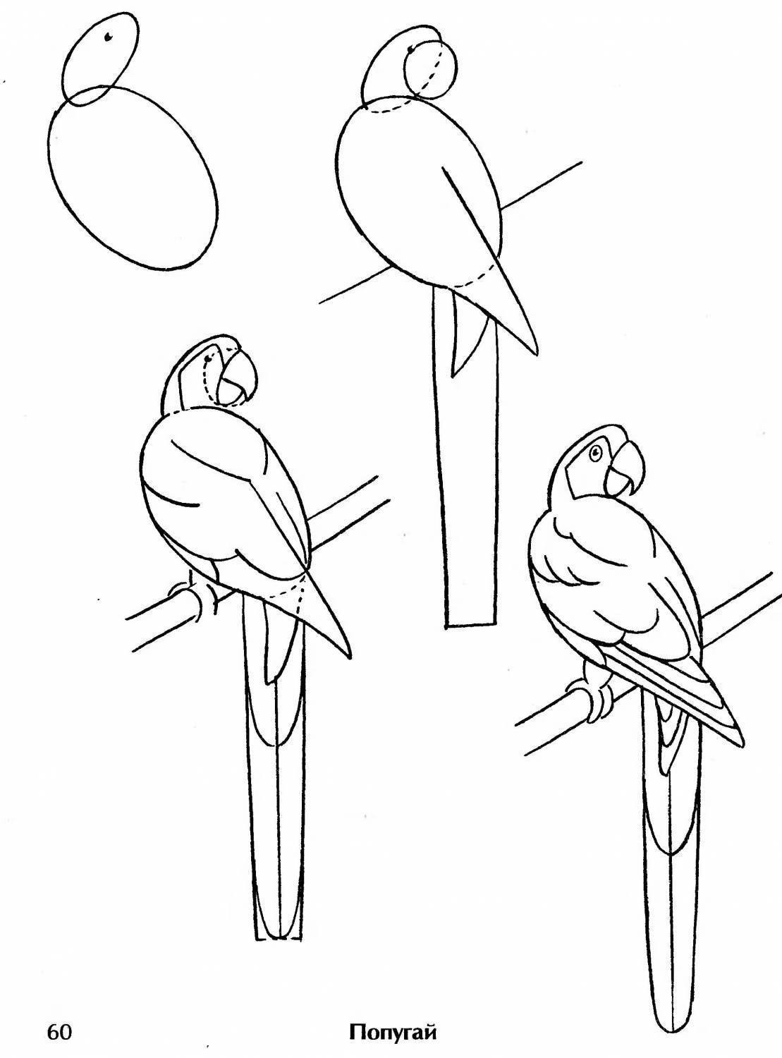 Поэтапный рисунок попугая