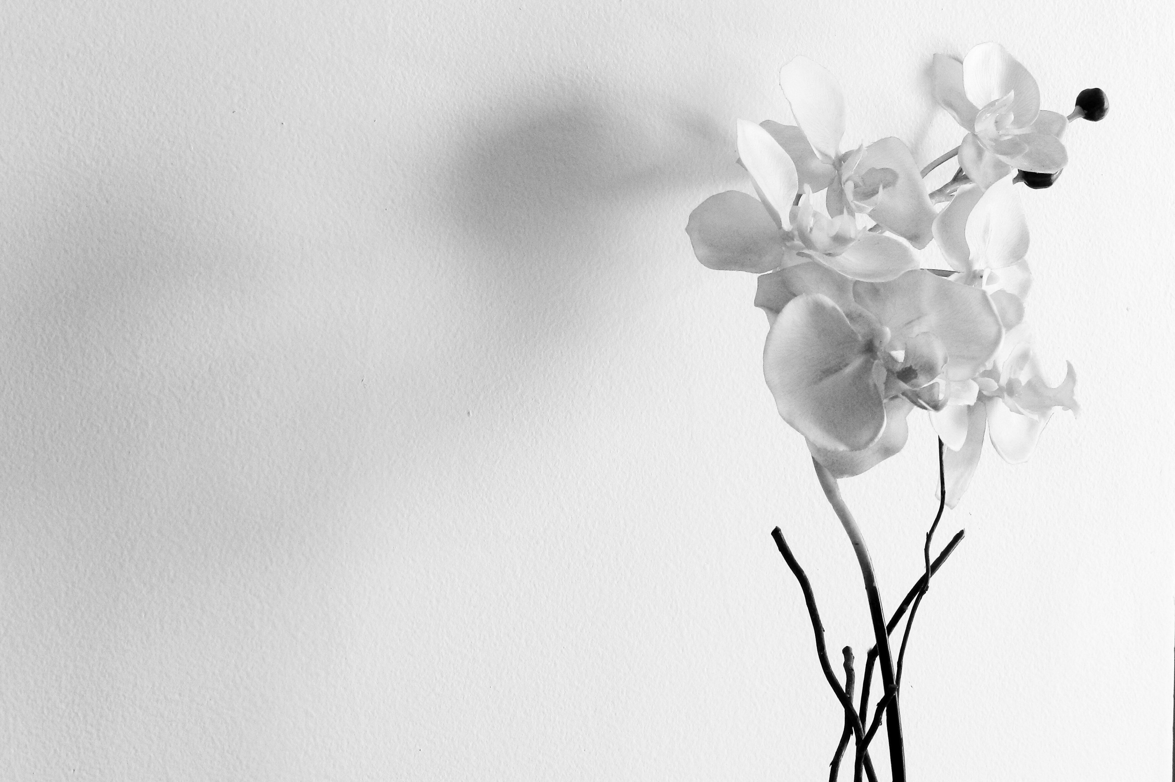 Белые цветы на стене